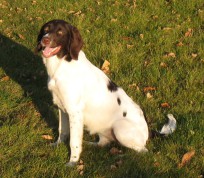 agility drente drentsche patrijshond leg fodbold hund 
