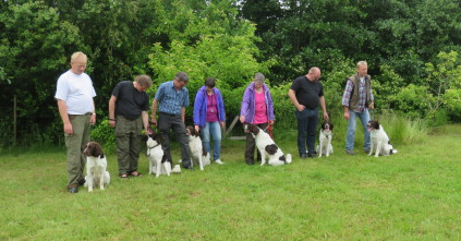 drentsche patrijshond, jagthund, drente, apportering, apporterende hund, dixie, Samson, Bosse, prægning, hvalpeprægning, 