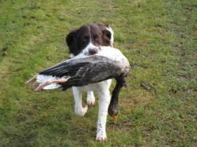 drentsche patrijshond, jagthund, drente, apportering, apporterende hund, prægning, hvalpeprægning, 