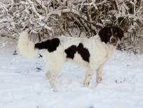 samson drentsche patrijshond, drente, sne, samson i sneen,