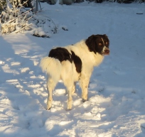 samson drentsche patrijshond, drente, sne, samson i sneen,