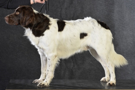 drentsche patrijshond, samson, drente, hvalp, hvalpe, drentsche patrijshund, jagthund, udstilling, drentehoved