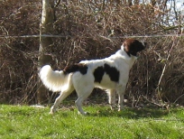 drentsche patrijshond, samson, drente, hvalp, hvalpe, drentsche patrijshund, jagthund