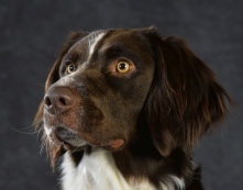 samson drentsche patrijshond udstilling
