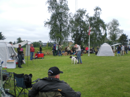 Samson, drente, DKK international udstilling i Roskilde 11/5-14: Excellent, 1 vinder i åben klasse.Fjd udstillingen i Vissenbjerg juni 2013: very Good, 2´nd vinder i juniorklasse
