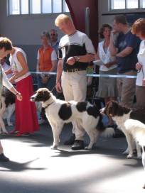 drentsche patrijshond, bosse, udstilling, jagt, apportering, drente hvalp, hvalpe, drentsche patrijshond, jagthund, prægning, hvalpeprægning, 
